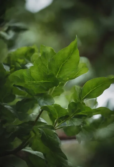 Green with different large leaves、white colors、Brightly colored plants，Blue sky and white clouds