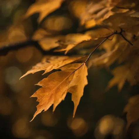 Close-up of autumn leaves,high high quality,8K,Many details,