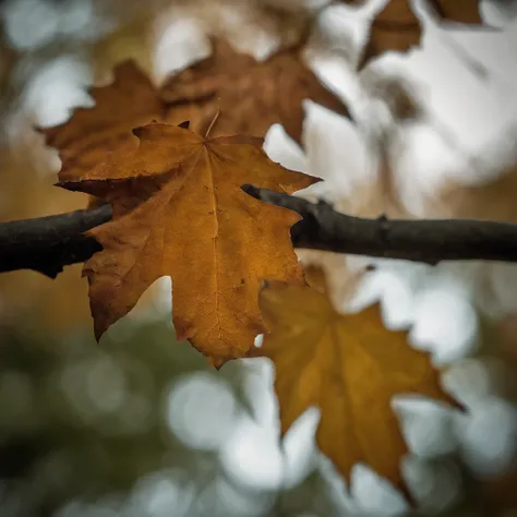 Close-up of autumn leaves,high high quality,8K,Many details,