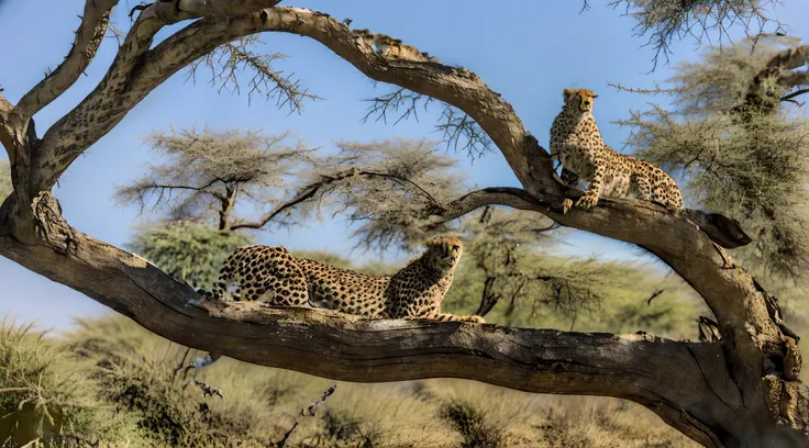 one cheetah sitting in a tree looking at the camera, afternoon hangout, proud looking, on the african plains, ultrarealistic det...