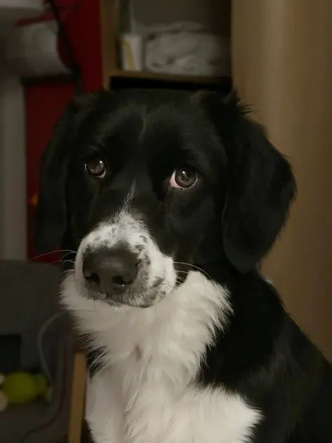 there is a black and white dog sitting on a wooden floor, border collie, breed corgi and doodle mix, puppy, black-and-white, black an white, black and white, by Maksimilijan Vanka, extremely handsome, looking straight to the camera, a handsome, with cute d...