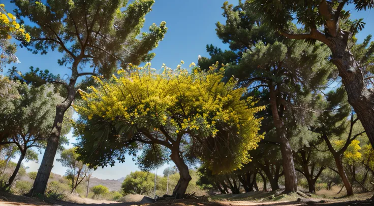 A single pomegranate tree pointed out with yellow flowers in the forest