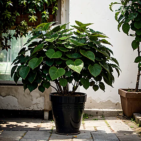 bougainvillea plant with  EMBELLISHING WITH LEAVES AND PETIOLES