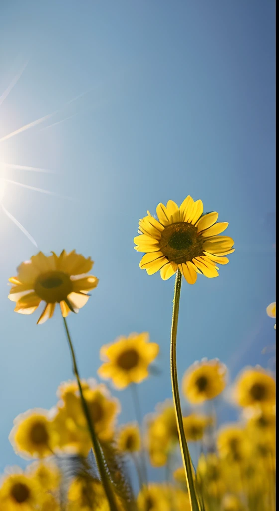 Yellow flowers，Hazy background，and the sun was shining brightly，high detal，Perfectcomposition，first person perspective。