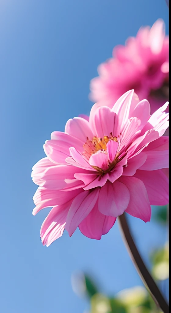 Pink flowers，Hazy background，and the sun was shining brightly，high detal，Perfectcomposition，first person perspective。