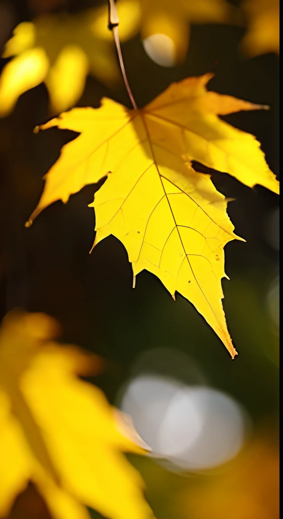 A leaf of a maple tree，Dreamy hazy background，Autumn light