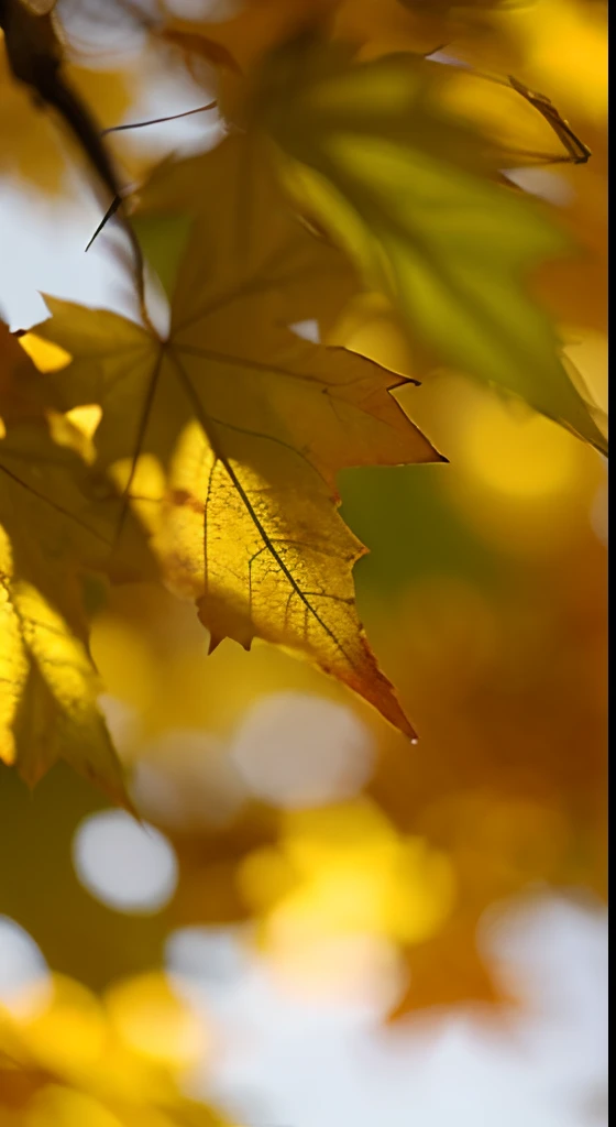 A leaf of a maple tree，Dreamy hazy background，Autumn light