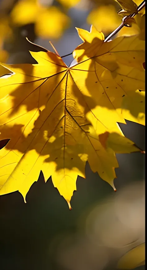 A leaf of a maple tree，Dreamy hazy background，Autumn light，Beautiful composition