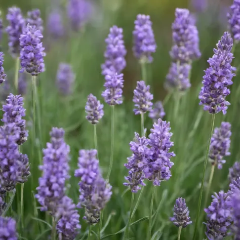 Sabonete artesanal Lavanda: Lavender is a popular scent due to its relaxing and calming properties. It is known to promote relaxation and relieve stress.