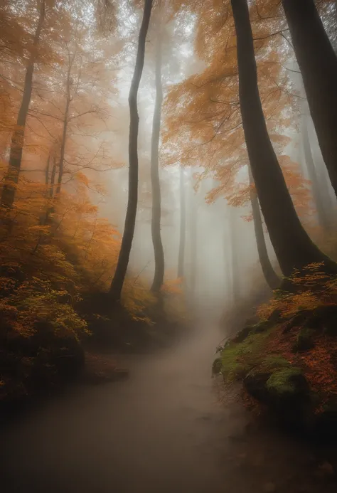 arafed view of a forest with a few trees in the fog, a picture by Gabor Szikszai, unsplash contest winner, romanticism, misty forest, beautiful forests and trees, breath - taking beautiful trees, breath-taking beautiful trees, foggy forest, lpoty, orange f...