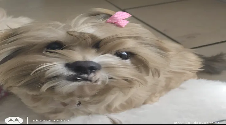 Imagem de alta qualidade, A furry caramel shorkie bitch with a pink bow on her head, looking at the camera and with a sloppy look.