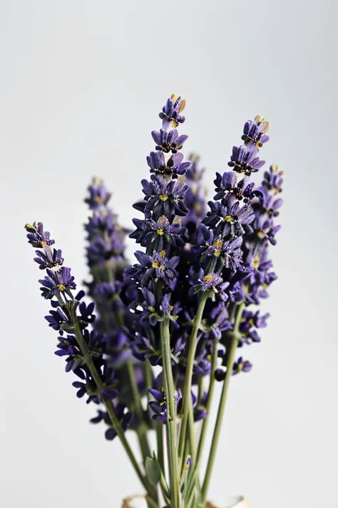 close-up photo of lavender flowers on a white background