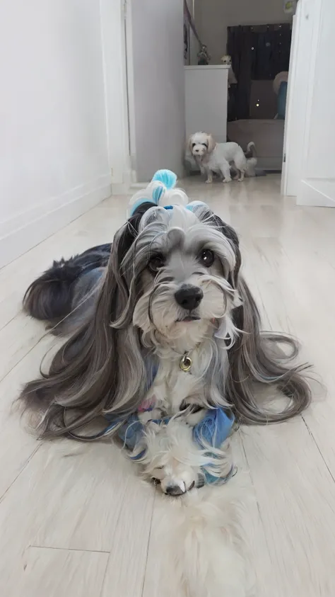 Theres a dog thats lying on the floor with a hairpin, chinese crested powderpuff dog, havanese dog, com cabelos longos brancos, Directed by: Emma Andijewska, cabelo comprido azul centrado, pelo ondulado longo, fazendo uma pose elegante, olhar orgulhoso, Lh...