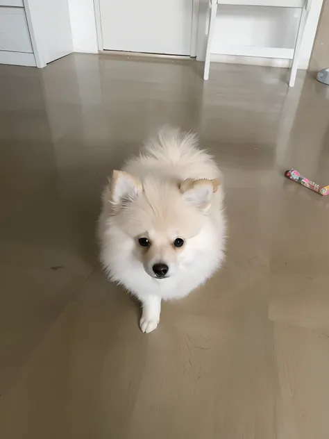 Araffe dog sitting on the floor with a toy in front of him, Mistura Pomeriana, small white dog at her side, Pomeranian, Poofy, Tomado com Sony Alpha 9, apenas uma coisinha fofa, super cute and friendly, ela tem um rosto bonito, looking defiantly at the cam...