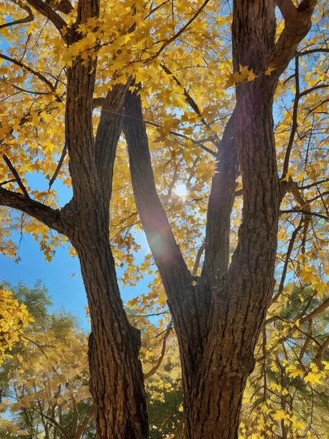 The arafi tree with yellow leaves and sunlight shining through the branches, autumn sunlights, sunlight filtering through trees, Maple trees with autumn leaves, soft autumn sunlight, shades of gold display naturally, Bright, dappled golden sunlight, sunlig...