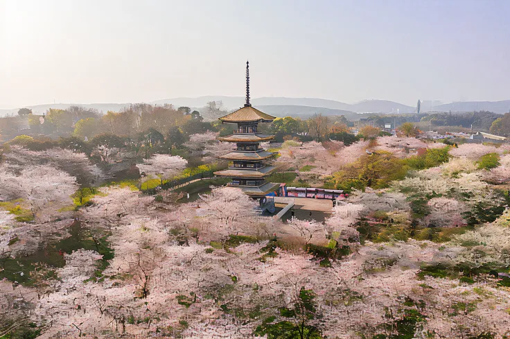 Pink flowers bloom in the park，In the background is a pagoda, looking from above, sakura season, Cherry blossom forest, the cherry trees, Cherry blossom trees, sakura, sakura trees in the background, ancien chinese tower, author：Tadashi Nakayama, Ancient C...