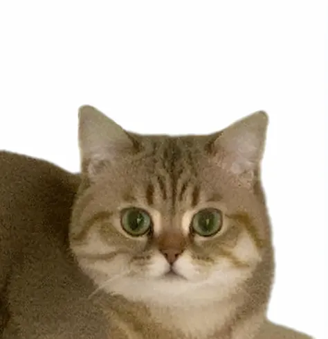 There was a cat sitting on the table，Hold the remote control, exotic shorthair cat, background removed, scottish fold, female looking, half cat, photo of a cat, neko, advertisement picture, numerous dimly glowing eyes, Scowl, proud serious expression, cat ...