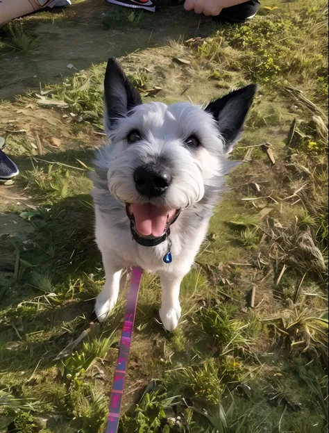 Cachorra, Medium Size, mistura de Schnauzer gigante com Akita, Gray hair with white and black, body hair is spiky, estilo pelo de arame, barba espetada