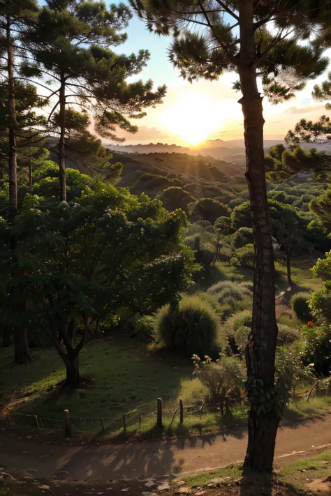 Uma bela paisagem com arvores de pistache e um por do sol