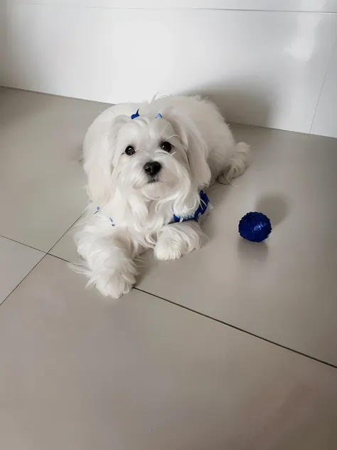 Theres a little white dog thats lying on the floor, Little white dog, of the Maltese breed, com roupinha azul