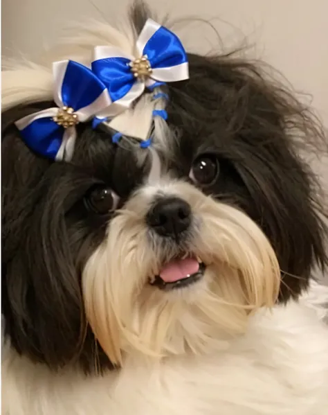 Araffe with a blue and white bow on her head, Shih Tzu, Bowknot, ela tem um rosto expressivo bonito, ornamento de joias sobre a testa, dog wearing a crown, arco ornamental, Miko, beautiful dog head, Gorgeous features, tiara com safira, traje com detalhes a...