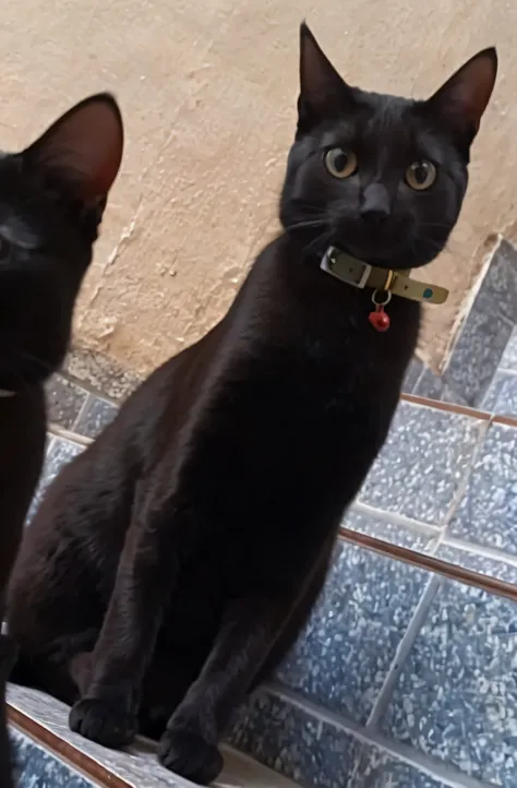 felino, ultra realista, muito detalhada, pelos macios, muito realista, imagem ultra HD, qualidade, olhos azuis, gato, felino, muito realista, pelo macio, detalhes insanos