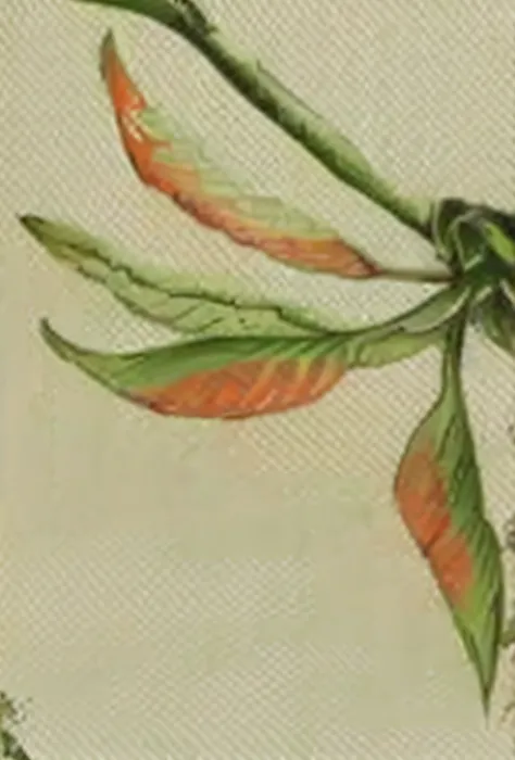 watercolor pointed spaced leaves green and orange, loosen strokes, centered in the middle of the image, white background