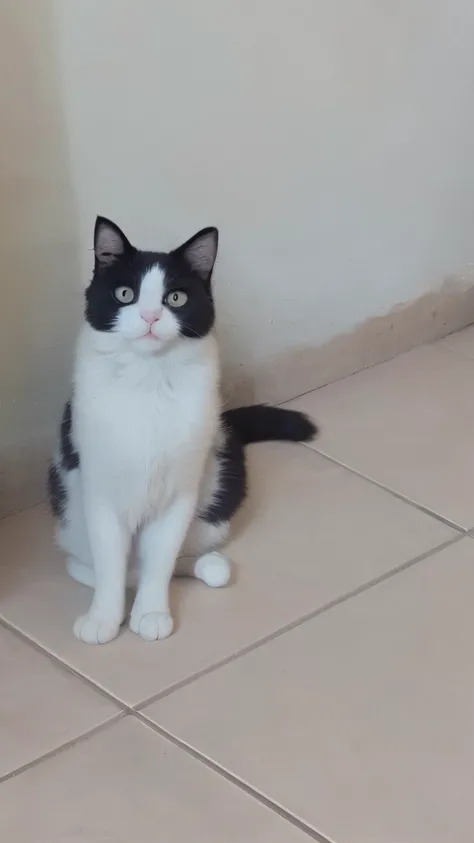 Theres a black and white cat sitting on the floor, gato preto e branco, gato de smoking, cat female with a whit and chest, peludo bonito precisa de sua ajuda, smoking, captured with sony a3 camera, SFW, um bonito, preto e branco, preto e branco, !!!! Gato!...