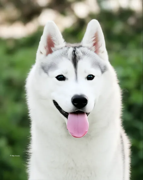 sharp husky dog with pink tongue and black nose, Husky siberiano, husky, husky dog, com focinho branco, Princesa Kida Kidagakash, cara muito bonita, um bonito, extremamente bonito, ICEY, cane, Husky em armadura brilhante, sorriso alegre, lindos olhos branc...