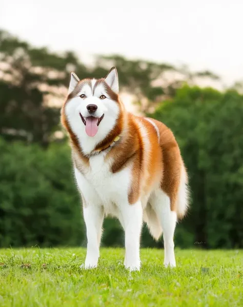 araffy dog standing in a field with its tongue sticking out, husky dog, Husky siberiano, husky, Adult Dogoo, cane, canino, photo of No or, is a stunning, um antigo, um bonito, Brutus, Husky vermelho em armadura brilhante, Doge, Regal Pose, full protrait, a...