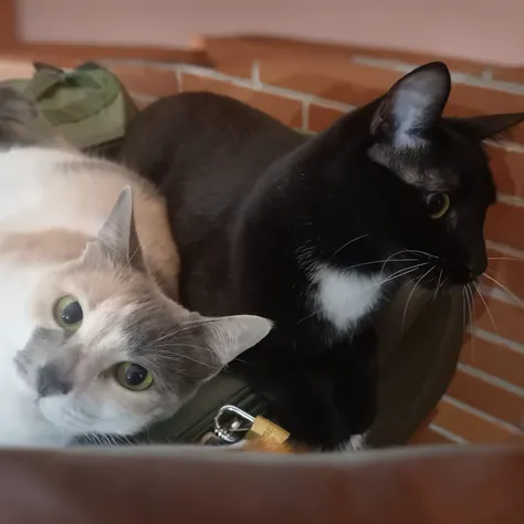 There are two cats that are lying on a suitcase, Dos gatos, polvoriento y ahumado, gatos de su lado, by Nándor Katona, they are close to each other, 📷 Mungojerrie y Rumpleteazer, Scandy y Arender, Tomada con Sony Alpha 9, Hay un gato a su lado, Male and fe...