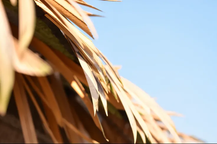 thatched roof, dried palmtrees, Photographed by：Nikon D 3 2 0 0, thatched roof, palm leaves on the beach, bacteria, Captured from a low-angle, zoomed in shots, shot on sony a 7, Photographed with a high-end digital SLR camera, GOU