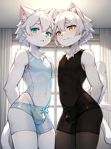 Two male white cats in transparent swimsuits in the room，Two white cats&#39; The crotches stick together