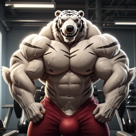 Bodybuilder white tiger and polar bear posing in side chest position and flexing in gym with grin face and big erect  penis and sweat body.