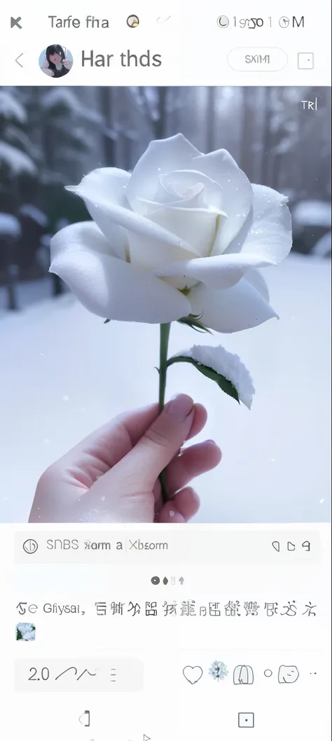 Someone is holding a white flower in the snow, I used snowflakes for the petals.，crystal-clear，Its beautiful，with frozen flowers around her, There is snow on the body, Only snow my background, seasons!! : 🌸 ☀ 🍂 ❄, hold a flower, cold as ! 🧊, Snow and , Whi...