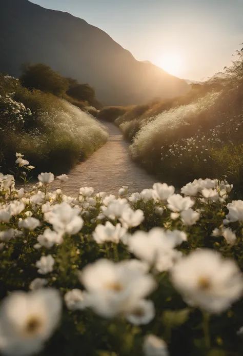 一片White flowers海，and the sun was shining brightly，The light from the rear window is backlit，There is a path in the middle of the sea of flowers，There is space in the middle for models，There is a path in the center of the screen，The path leads to the distan...