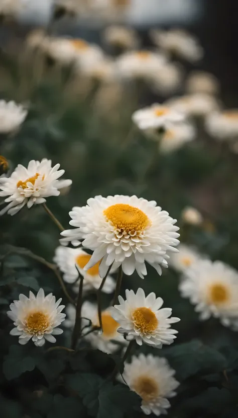 (Best quality,A high resolution:1.2),Ultra-detailed,Realistic,Photorealistic:1.37,himawari,Chrysanthemum,White background,Individual layout,sportrait,soft and muted colors,Natural lighting