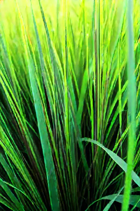 Grass savannah, close-up 