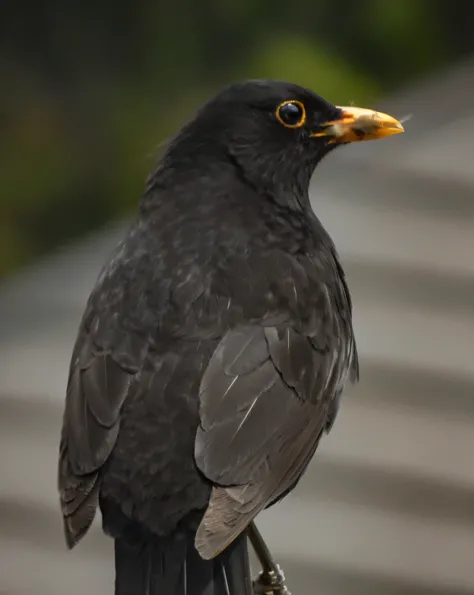 there is a black bird sitting on a wooden post, long thick shiny black beak, proud looking away, closeup photograph, looking threatening, close - up profile, robin, young male, proud looking, closeup photo, smug look, photographed, closeup portrait shot, r...