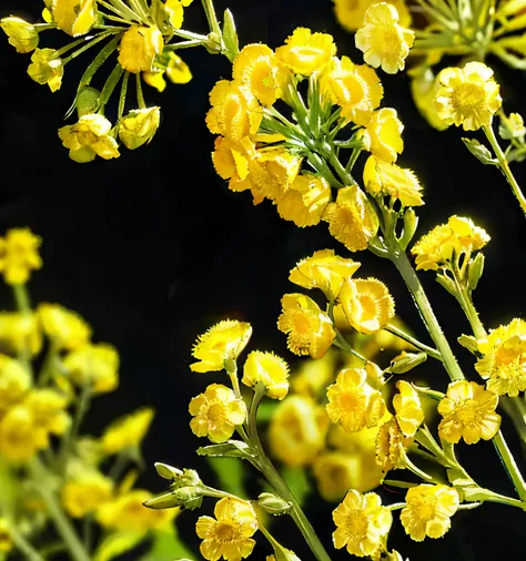 Rapeseed flowers，actual，black background