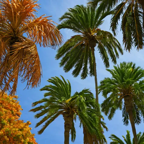 palms, tree, leaves, autumn