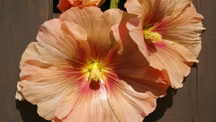 there are two large pink flowers on a wooden table, huge blossoms, beautiful large flowers, large exotic flowers, baroque hibiscus queen, large opaque blossoms, hibiscus, breathtaking detail, huge flowers, giant flowers, poppy, staggering in its beauty, hi...