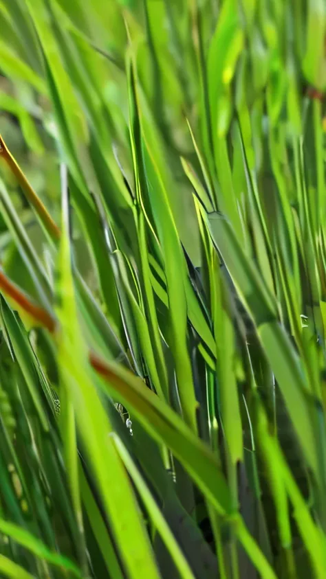 Closeup of grass, zoom200x, ignore: v2.1