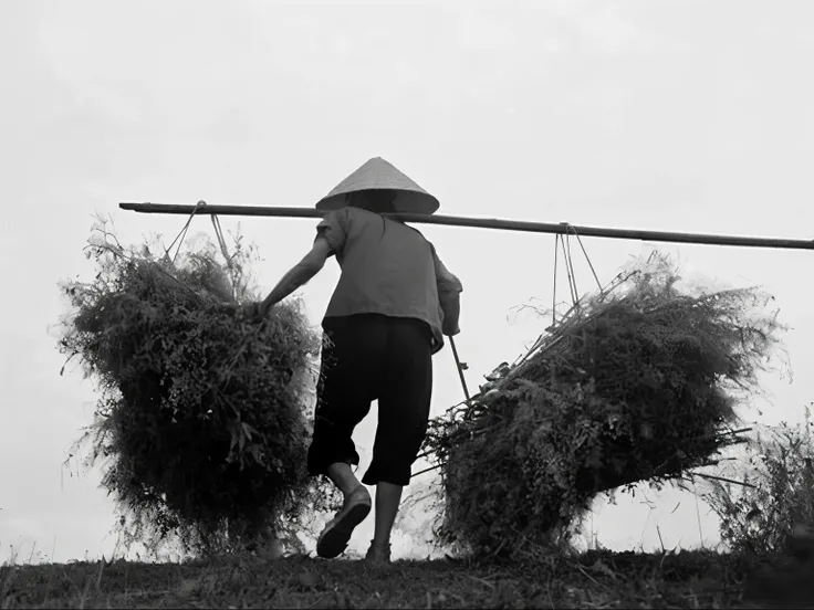 arafed woman carrying a bundle of hay on a stick, vietnam, fan ho photography, farming, farmer, japanesse farmer, straw, photo from the 1850s of a farmer, marc riboud, vietnamese woman, historical photo, by Chen Hongshou, harvest, carrying a tray, by Kees ...