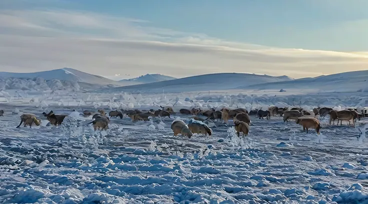 araffes in a snowy field with mountains in the background, snowy plains, sheep grazing, snow field, snowy arctic environment, snowy field, January, snowy, Mongolia, User photo, Warm, sheep, 热门photo, snow landscape, photo, by Emma Andijewska, cold sunny day...