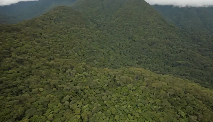 (((PERPENDICULAR AERIAL VIEW OF THE AMAZONIA JUNGLE AT 8000 METERS HIGH, PERPENDICULAR AERIAL VIEW OF THE AMAZONIA JUNGLE AT 8000 METERS HIGH))), (((VISTA DESDE CENITAL DESDE DRONE A 8000 METROS))) midday light
