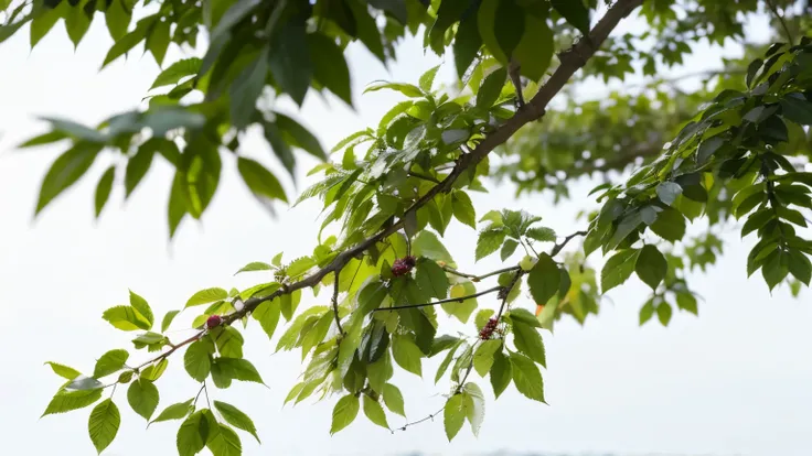 branches，green leaves