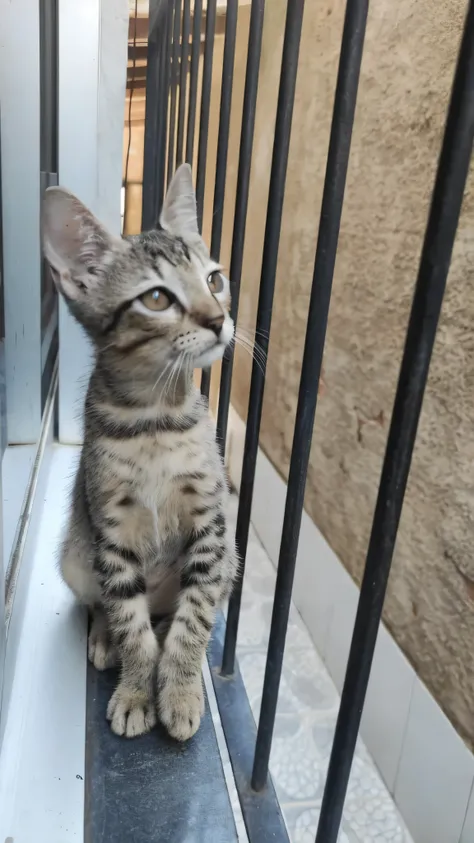 Theres a cat sitting on a ledge looking out of a window, curious expression, orgulhoso olhando para longe, she is looking at us, powder Nándor Katona, linda foto de perdido, em uma varanda, olhando para fora, um gato fofo, um lindo, imagem de alta qualidad...