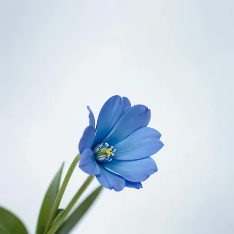 blue flower，White background