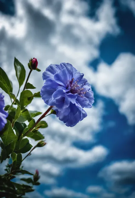 A  flower with blue sky and clouds